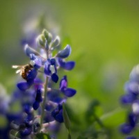 2017_03_26_bluebonnets_01