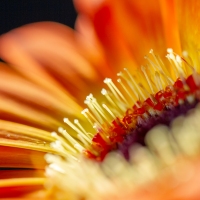 2018_11_03_canonmacro_gerbera_01